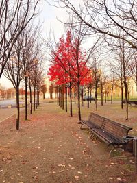 Footpath passing through autumn trees