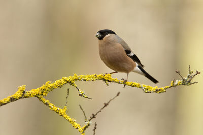 Close-up of bird perching on a branch