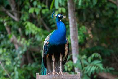 Close-up of peacock perching on wood