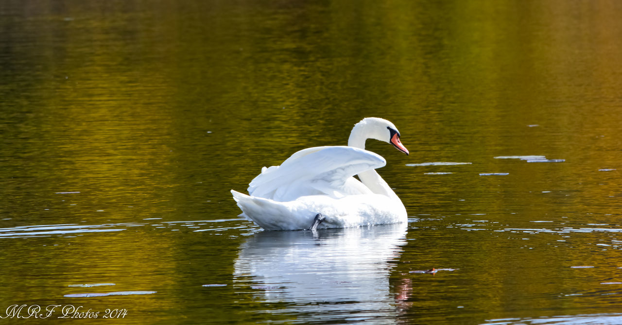 water, lake, waterfront, bird, animals in the wild, swimming, animal themes, wildlife, reflection, rippled, swan, nature, floating on water, duck, water bird, two animals, one animal, day, outdoors, tranquility