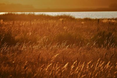 Scenic view of field against sky during sunset