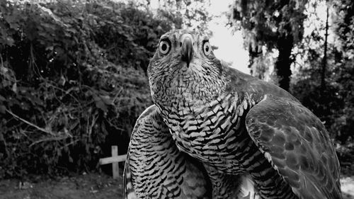 Close-up of eagle perching against trees