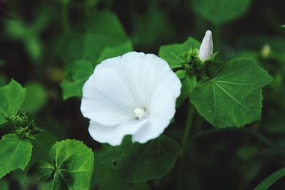 Close-up of white flowers blooming outdoors
