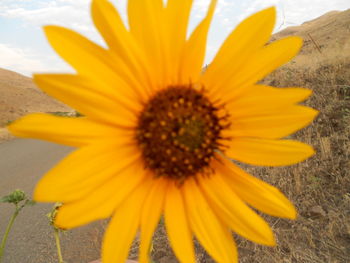 Close-up of fresh yellow flower blooming outdoors