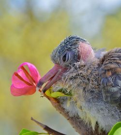 Close-up of bird against blurred background