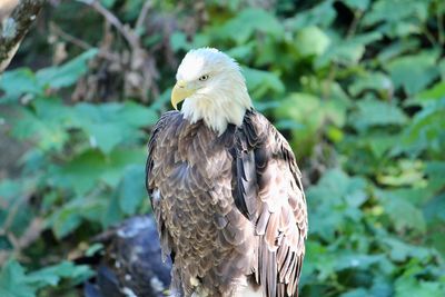 Close-up of eagle perching on tree