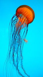 Close-up of jellyfish swimming in sea