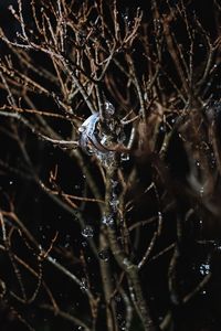 Close-up of spider on web