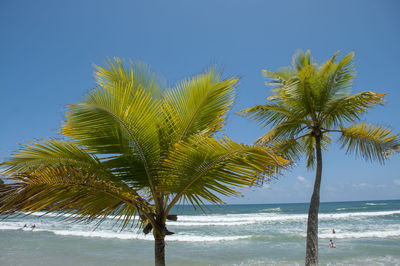 Palm tree by sea against sky