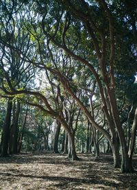 Trees in forest