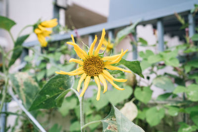 Close-up of yellow flower