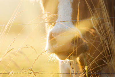 Close-up of sheep on grass