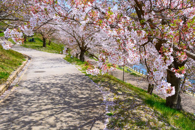 Cherry blossoms in park