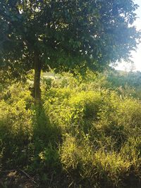 Trees growing in field