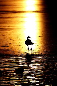 Silhouette bird in a sea