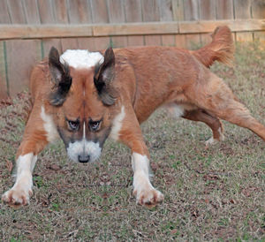 Close-up of dog in grass