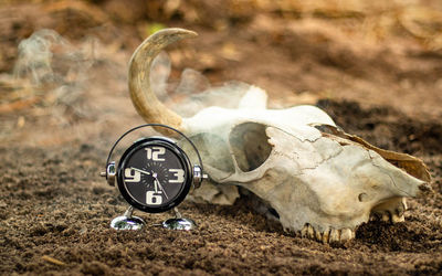 Close-up of animal skull on the ground