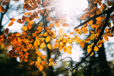 Close-up of tree against sky