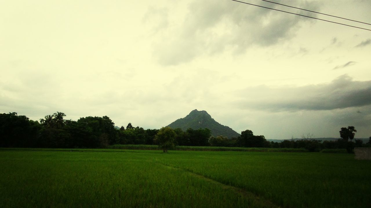 landscape, field, sky, tranquil scene, tranquility, agriculture, rural scene, scenics, beauty in nature, grass, nature, growth, green color, tree, farm, cloud - sky, cloud, crop, cloudy, cultivated land