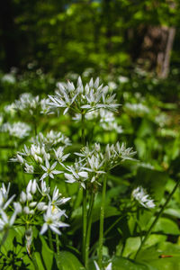 Close-up of white flowering plant