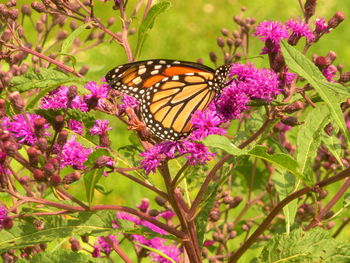 Butterfly pollinating on pink flower