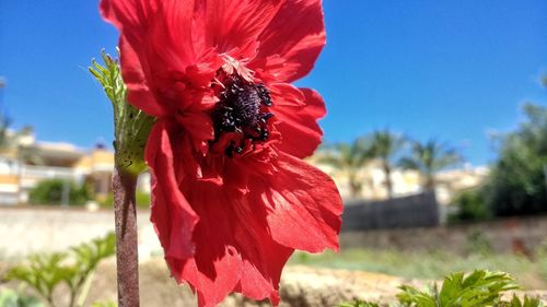 Close-up of red poppy blooming against sky
