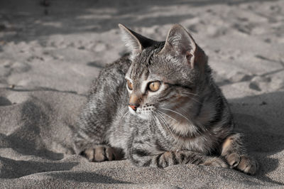 Cat looking away while sitting on sand at beach