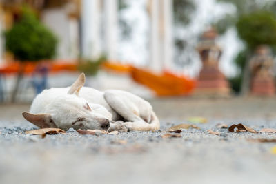 Dog sleeping peacefully in thailand temple