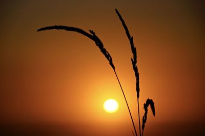 Silhouette plant against sky during sunset