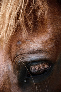 Close-up of dog