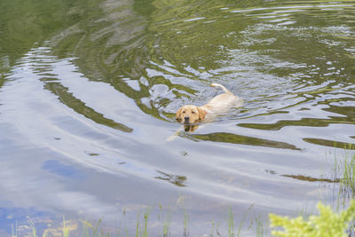 High angle view of dog in lake