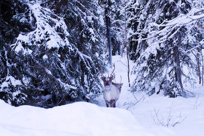 Snow covered pine trees on mountain