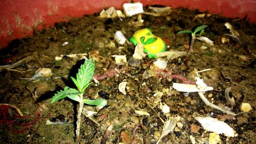 High angle view of plants growing on field