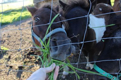 Close-up of hand feeding on field