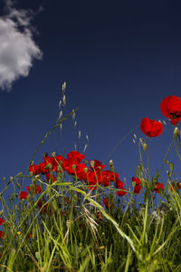 Close-up of red poppy flowers growing on field against sky