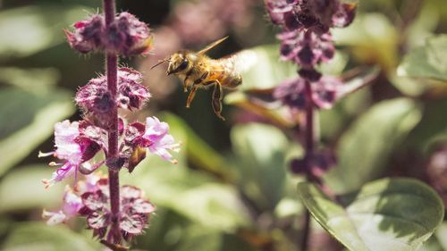 Close-up of bee on purple flowers