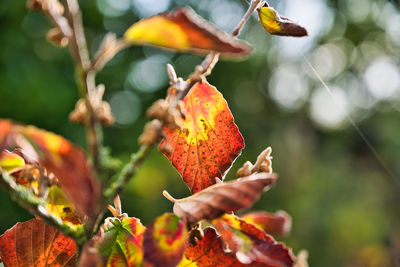 Close-up of orange flower on leaves