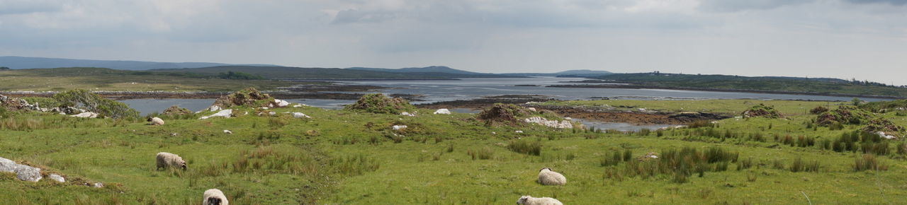 VIEW OF SHEEP ON LAND