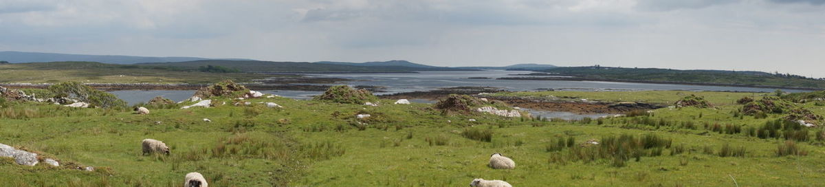 Panoramic view of sheep on field against sky