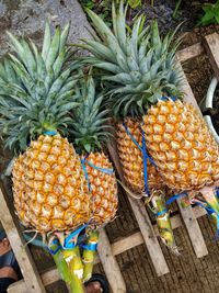 Pineapples