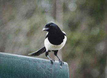 Close-up of bird perching outdoors