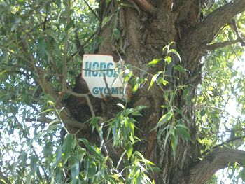Low angle view of tree