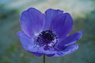 Close-up of purple flower