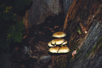 Close-up of mushrooms on tree trunk