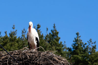 Low angle view of bird perching on tree against sky