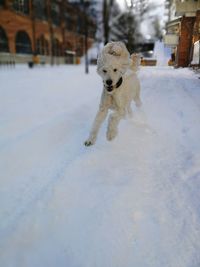 Dog on snow