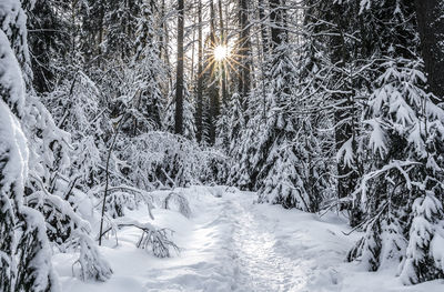 Frozen trees on landscape during winter