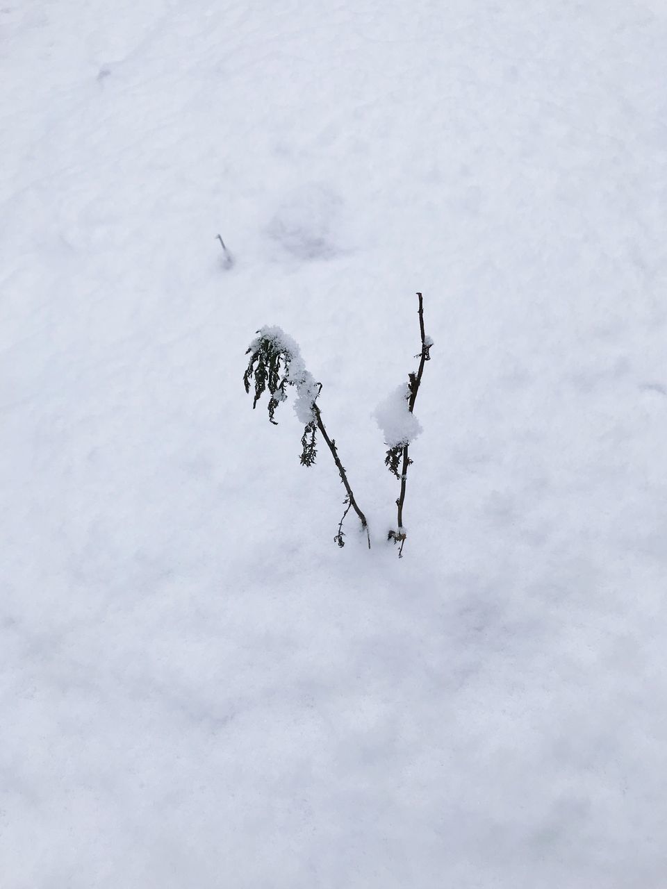 FROZEN TREE IN SNOW