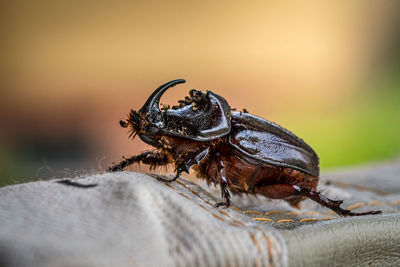 Close-up of spider