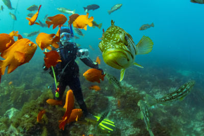 Underwater view of fish surrounding scuba diver in sea